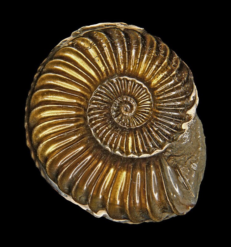 Ammonite specimen