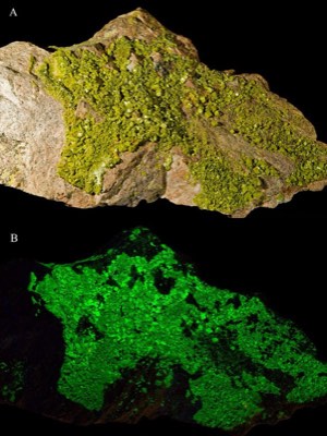 Autunite