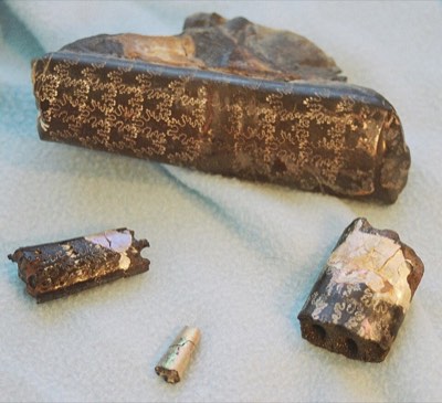 Baculites