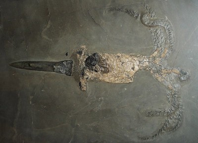 Belemnite
