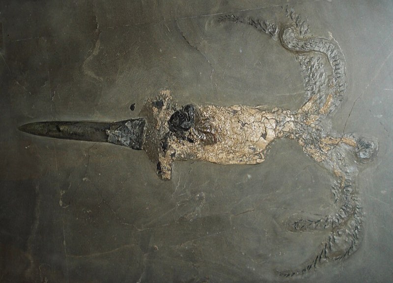 Belemnite specimen