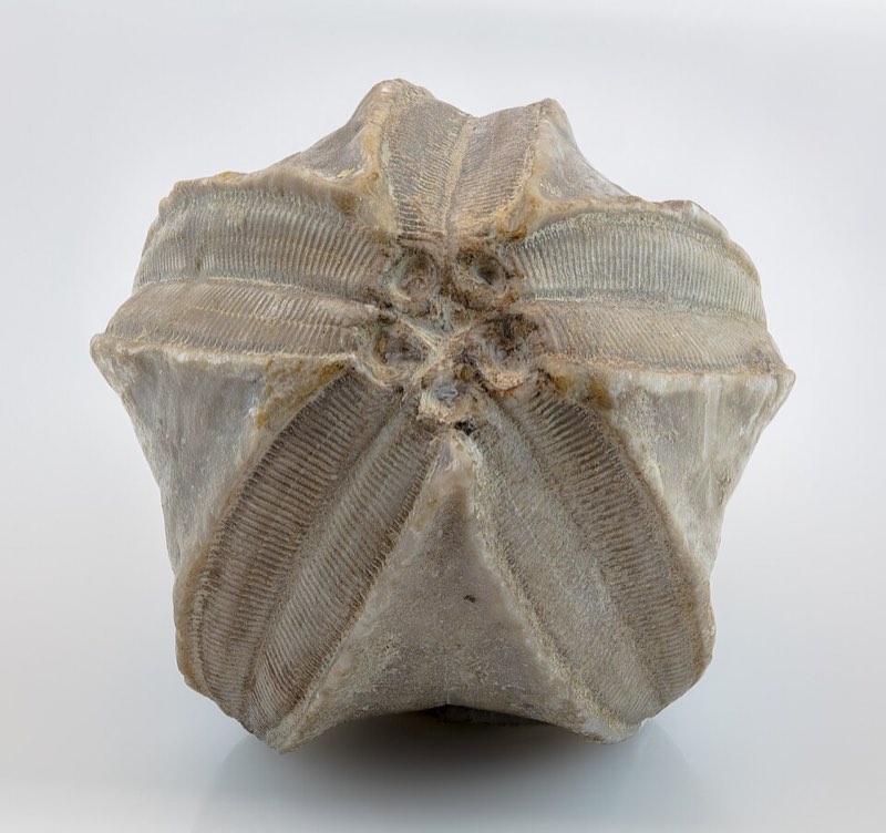 Blastoid specimen