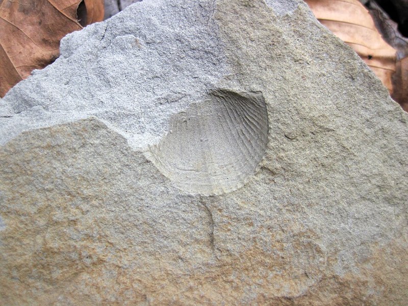 Brachiopod specimen