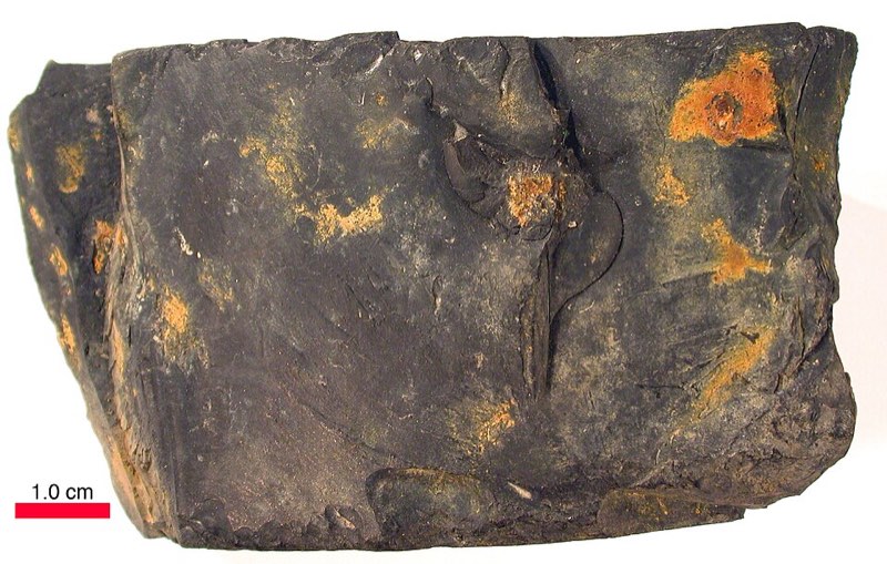 Cannel Coal specimen