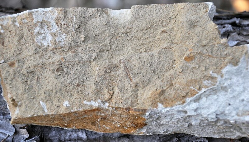 Claystone specimen