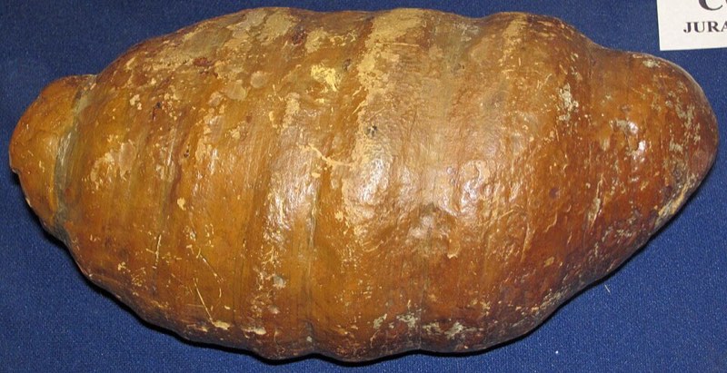Coprolite specimen