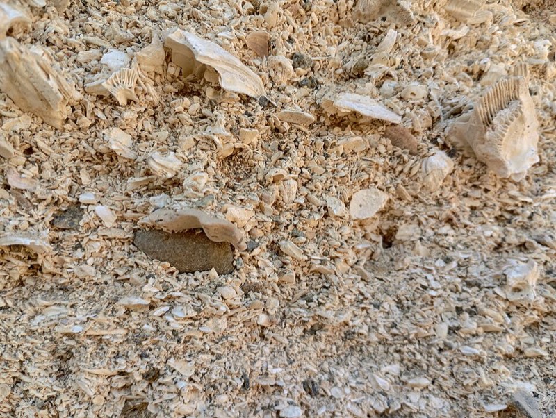 Coquina specimen