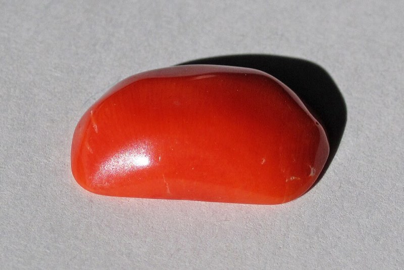 Precious Coral specimen