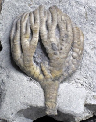 Crinoid