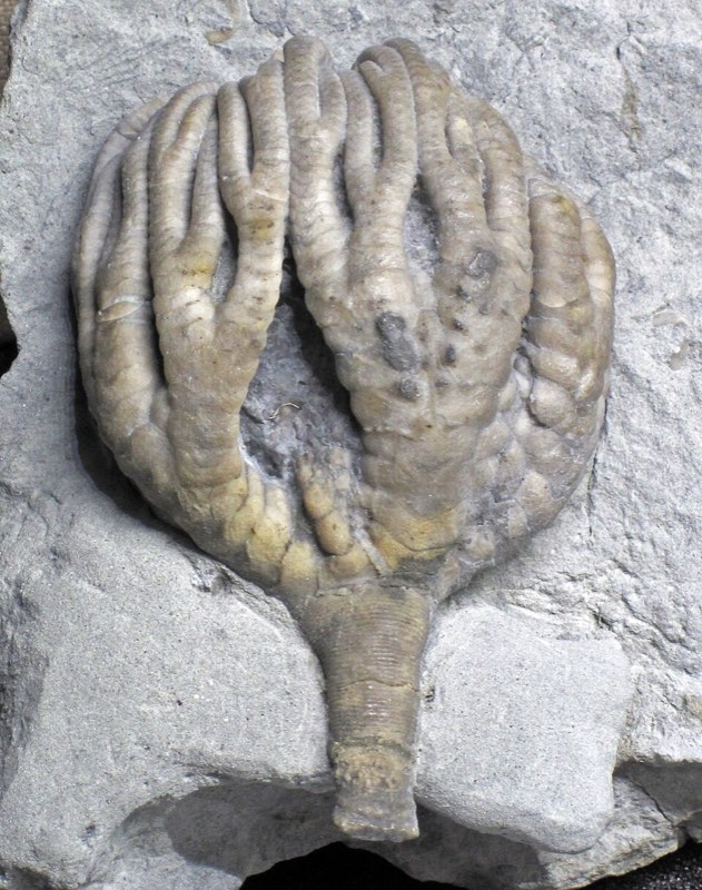 Crinoid specimen