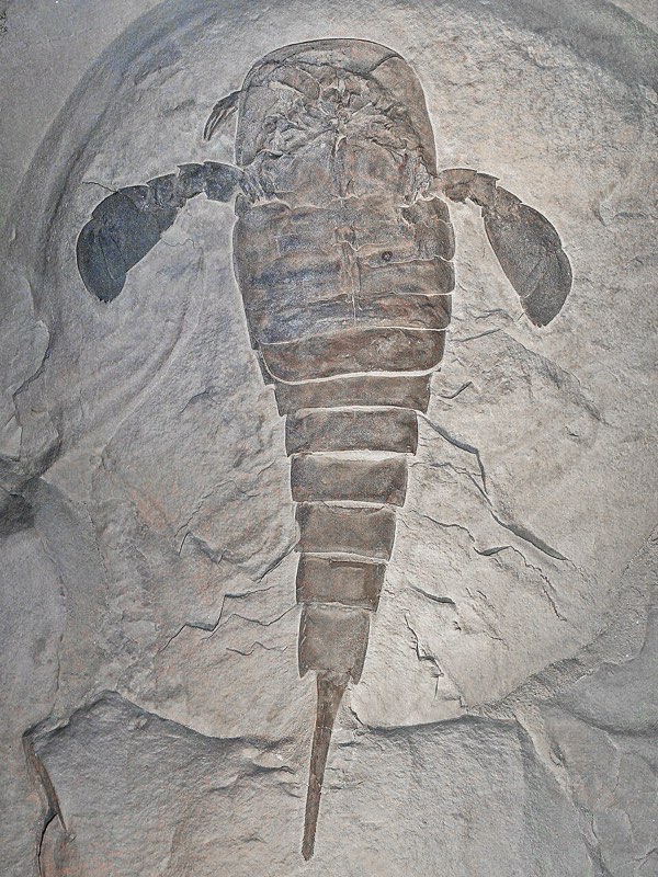 Eurypterid specimen