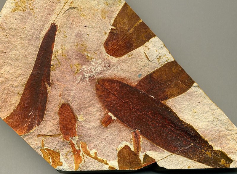 Glossopteris specimen