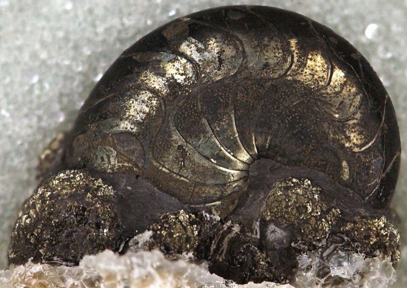 Goniatite specimen