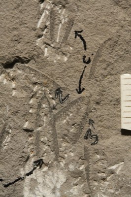 Graptolite
