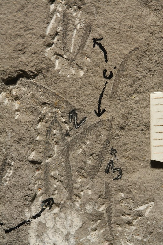 Graptolite specimen