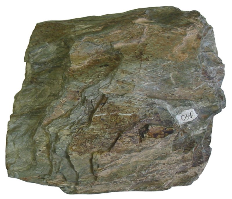 Greenschist specimen
