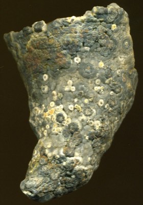 Horn Coral