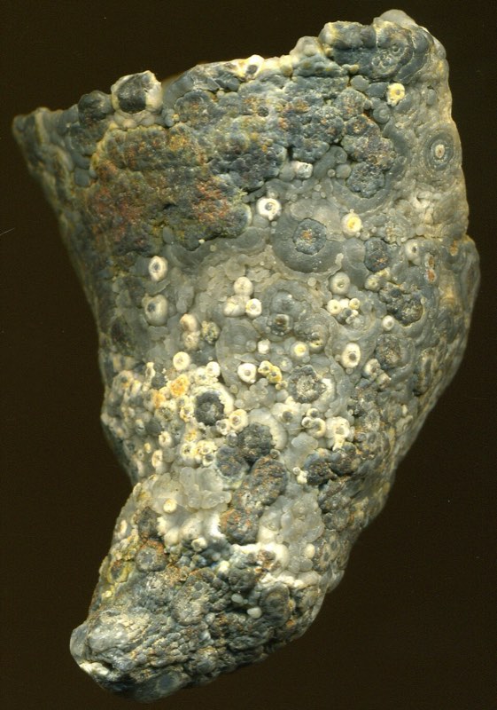 Horn Coral specimen
