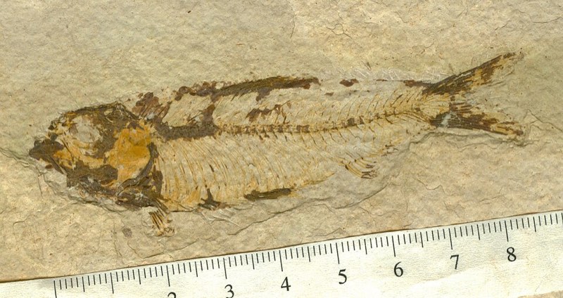 Knightia specimen