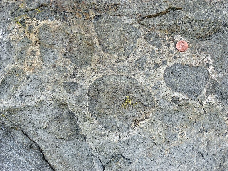 Metaconglomerate specimen