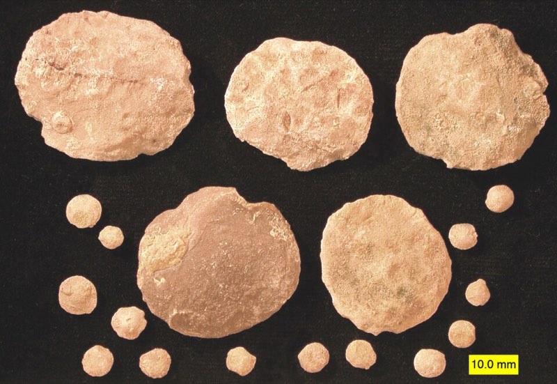 Nummulite specimen