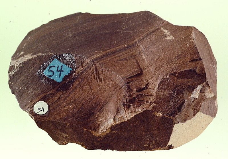 Oil Shale specimen