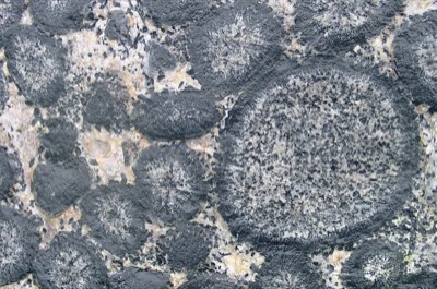 Orbicular Granite