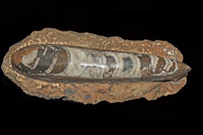Orthoceras