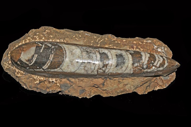 Orthoceras specimen