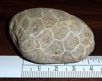 Petoskey Stone
