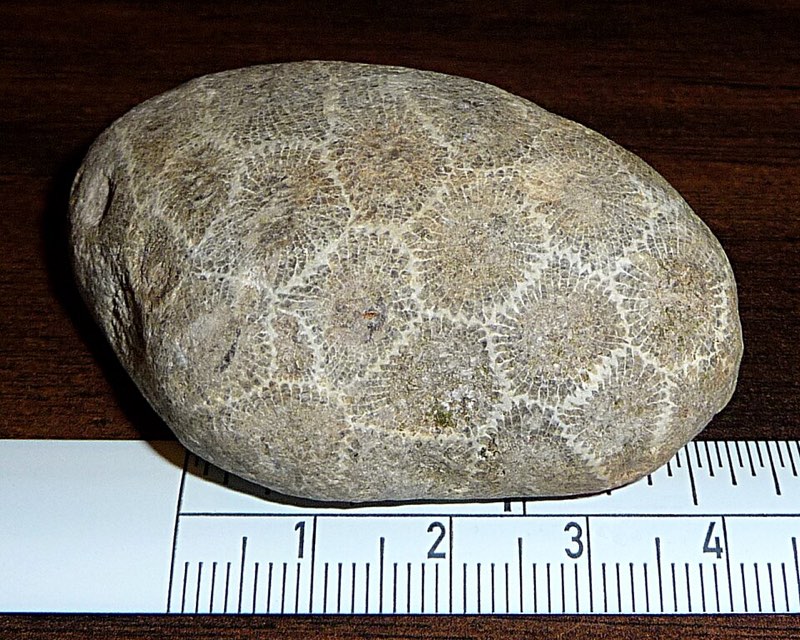 Petoskey Stone specimen