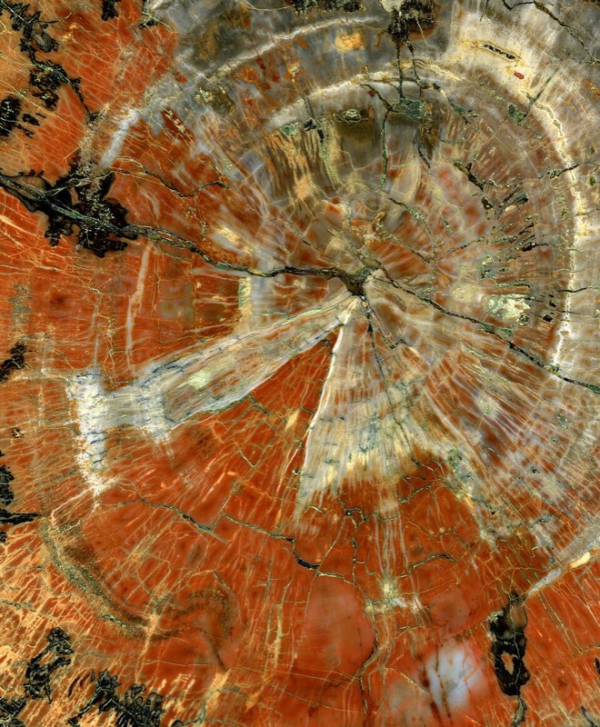 Petrified Wood specimen