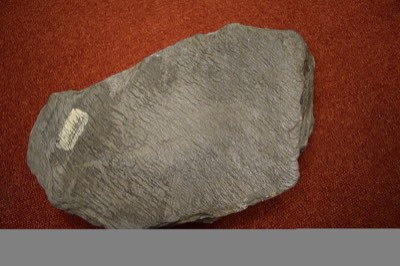 Phyllite