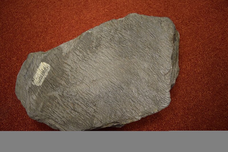 Phyllite specimen