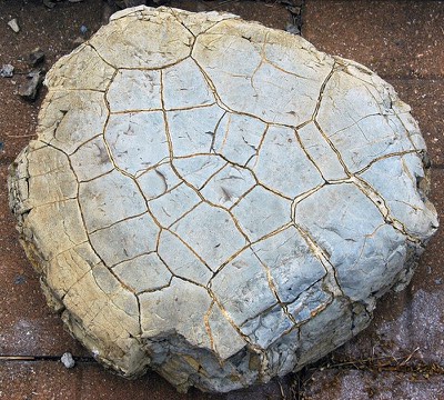 Septarian Nodule