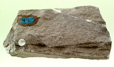 Siltstone