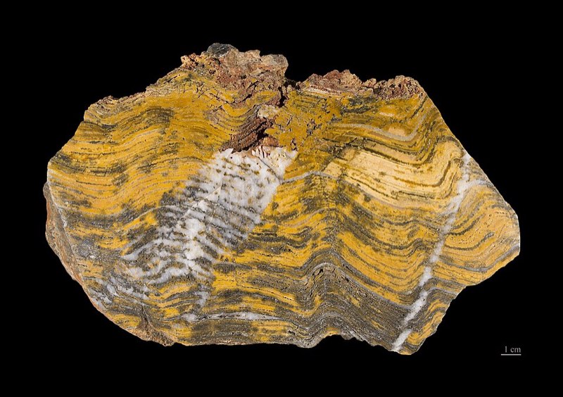 Stromatolite specimen