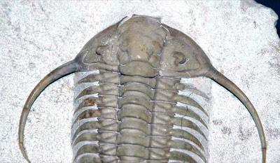 Trilobite