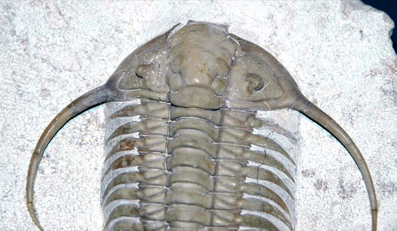 Trilobite specimen