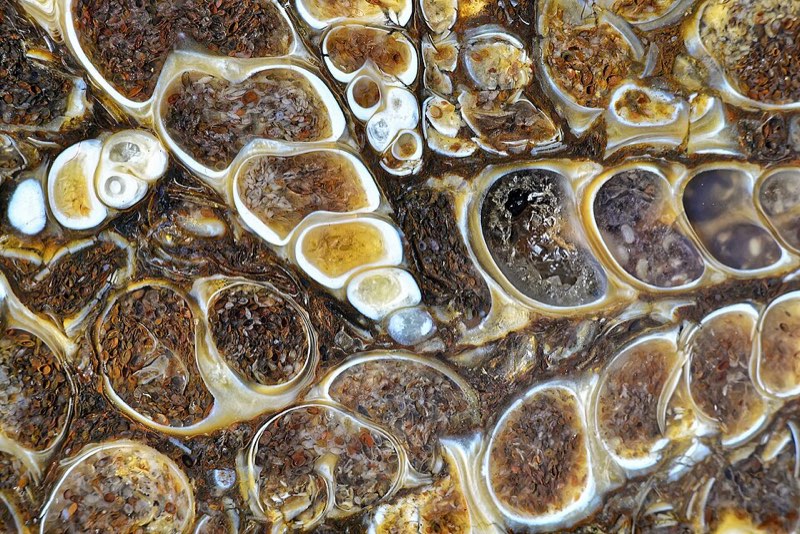 Turritella Agate specimen