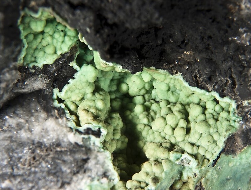 Variscite specimen